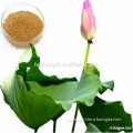 Lotus Leaf Powder Extract for Weight Loss
